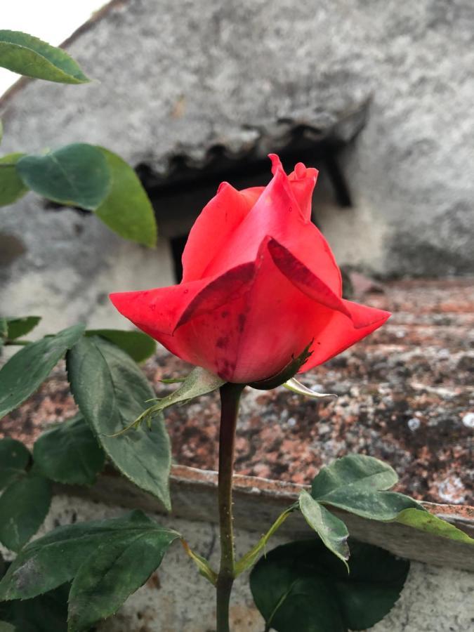 B&B Anna Bolsena Bagian luar foto